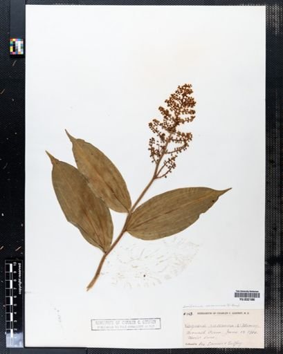 Maianthemum