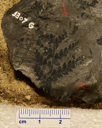 Sphenopteris sp.