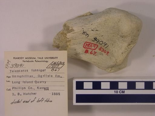 Teleoceras fossiger