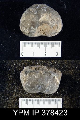 Productus sp.
