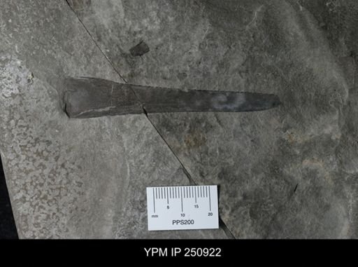 Eurypterus lacustris