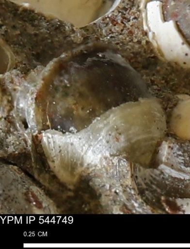 Corbulamella gregaria