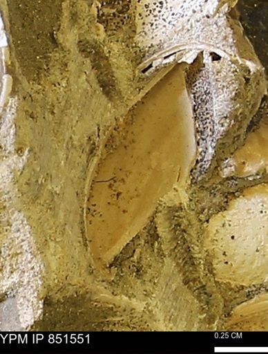 Limopsis striatopunctatus