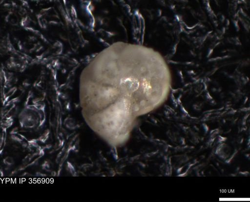 undet. Foraminiferida