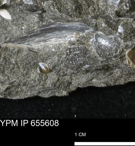 Oxytoma (Hypoxytoma) nebrascana
