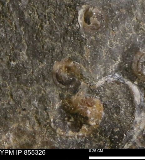 undet. Mollusca