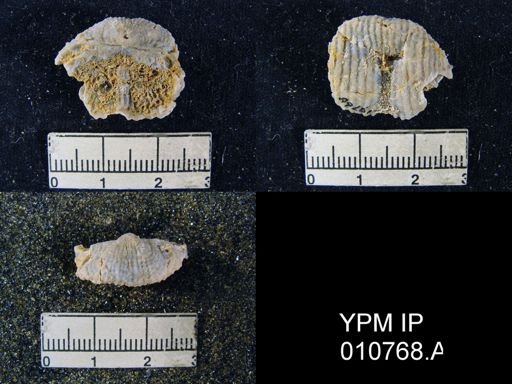 Productus gratiosus occidentalis
