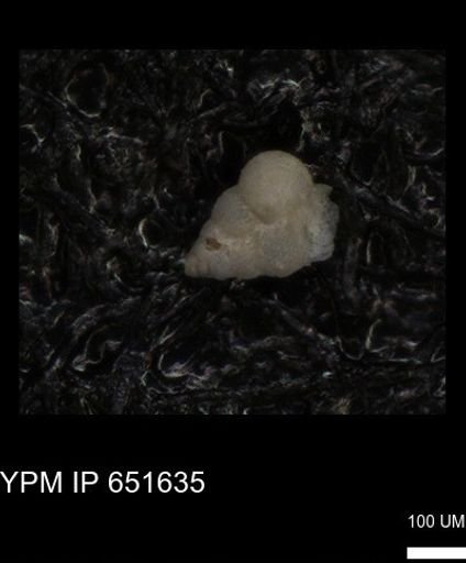 undet. Heterohelicidae