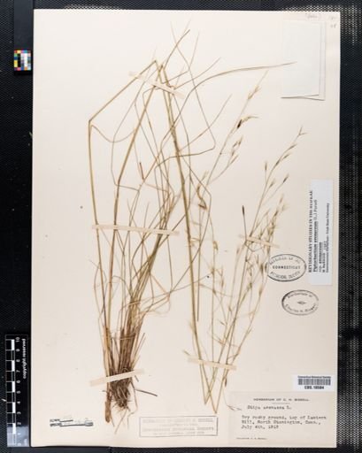 Piptochaetium avenaceum