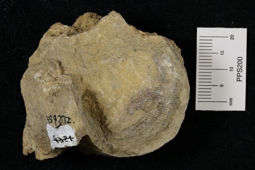 Linoproductus prattenianus