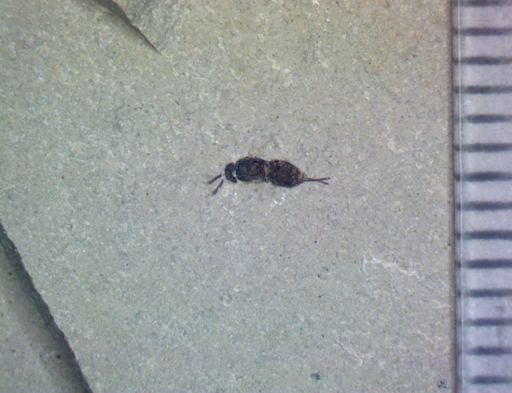 undet. Hymenoptera