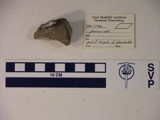 Pterodactylidae