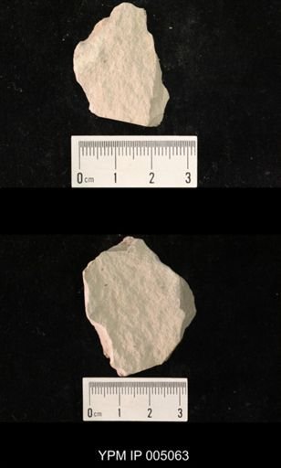 Permopanorpa sellardsi