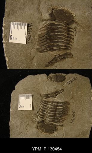 Phacops rana