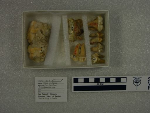Ursus spelaeus