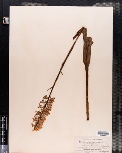 Habenaria