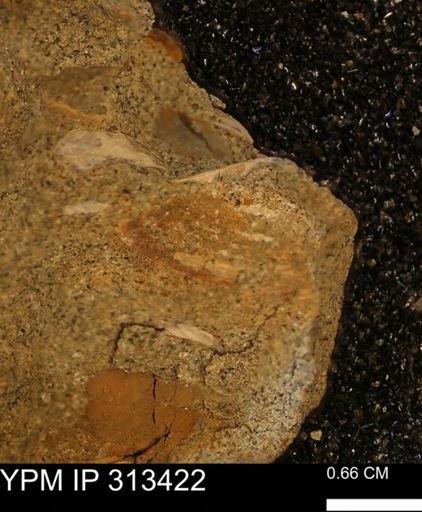 Corbicula sp.