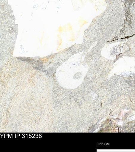 undet. Scaphitidae
