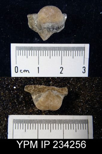Marginifera wabashensis