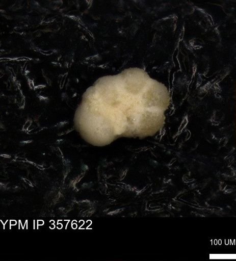 undet. Foraminiferida