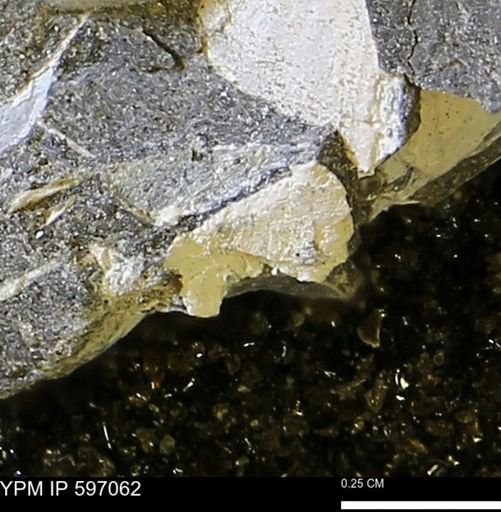undet. Bivalvia