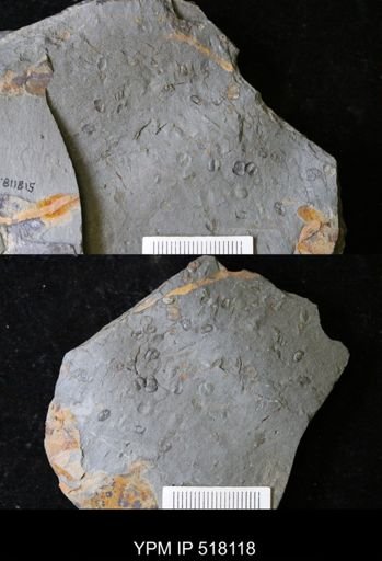 undet. Arthropoda