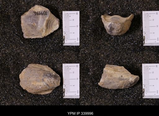 Ostrea soleniscus
