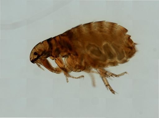 Ctenocephalides felis