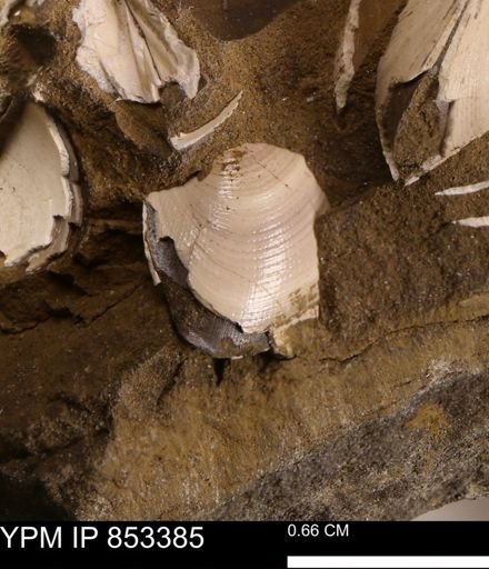 Limopsis striatopunctatus