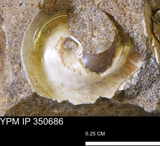 undet. Gastropoda