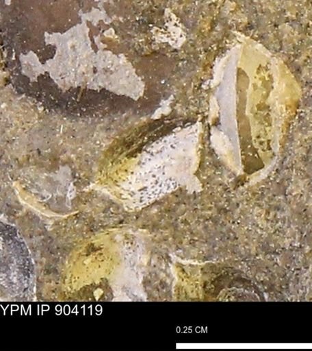 undet. Bivalvia
