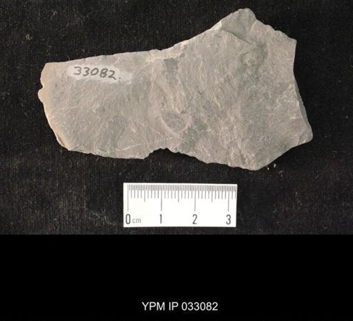 Mormolucoides articulatus