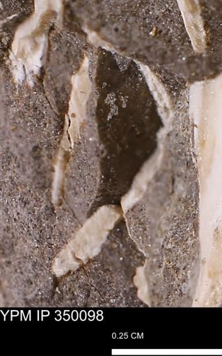 undet. Bivalvia