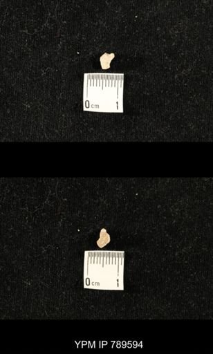 undet. Bryozoa