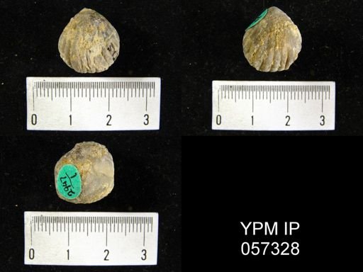 Uncinulus sp.
