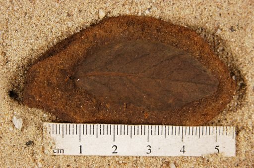 Angiospermopsida