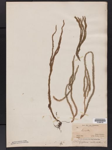 Lycopodium