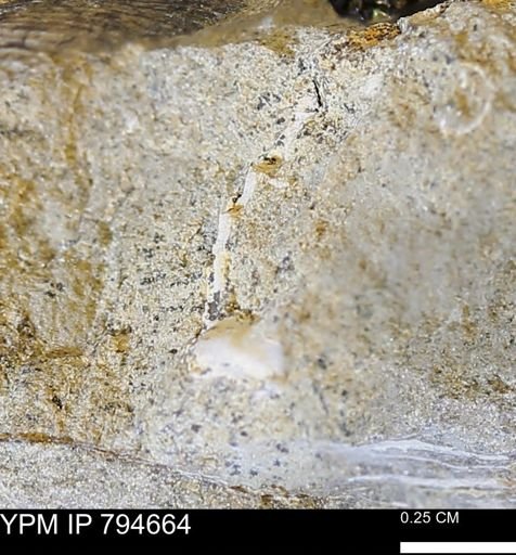 undet. Mollusca
