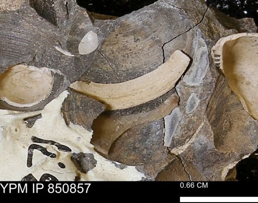 Limopsis striatopunctatus