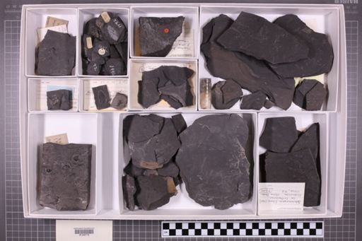 mixed taxa, stratigraphic collection