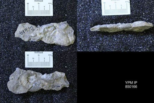 Ammonoidea