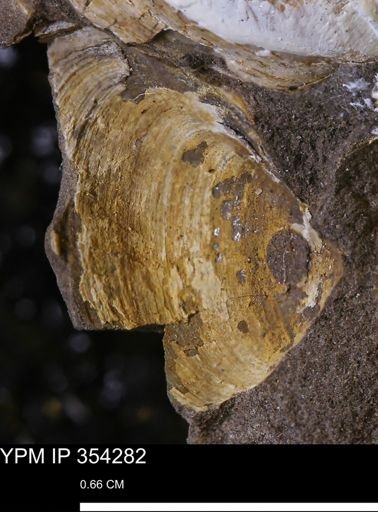 undet. Bivalvia