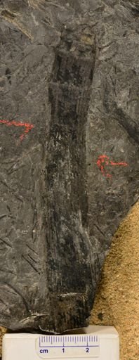 Calamites sp.