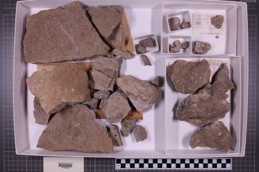 mixed taxa, stratigraphic collection