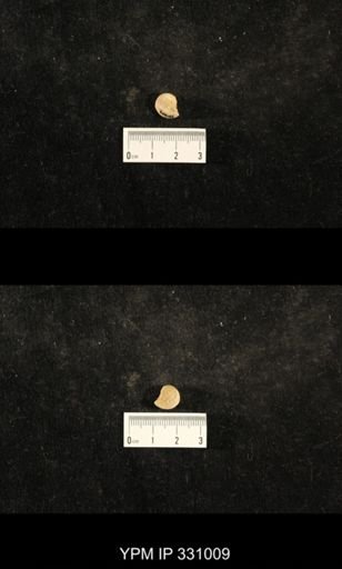 Trepospira sphaerulata