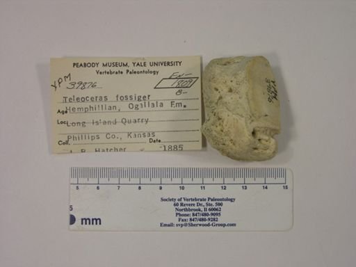 Teleoceras fossiger