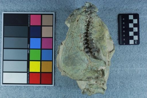 Eporeodon sp.