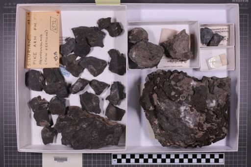 mixed taxa, stratigraphic collection