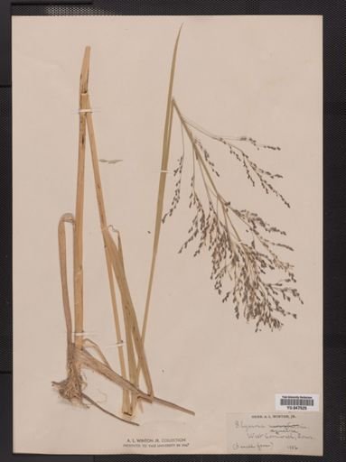 Glyceria grandis
