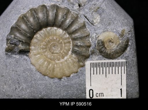 Promicroceras planicosta